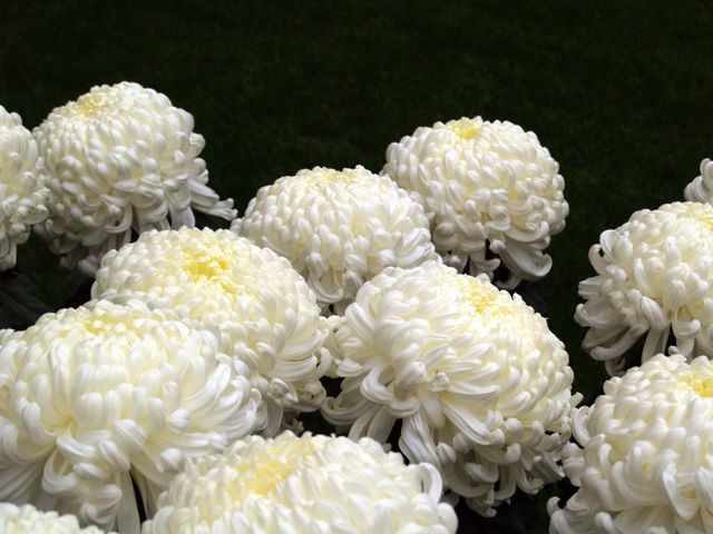 Chrysanthemum flowers white - Download Free Stock Photos Pikwizard.com