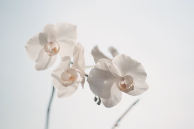 White Moth Orchid - Download Free Stock Photos Pikwizard.com
