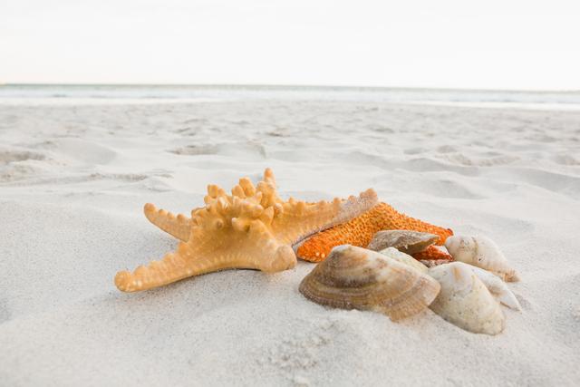 Starfishes and shells on sand - Download Free Stock Photos Pikwizard.com