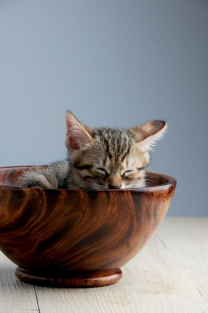 Adorable animal baby bowl - Download Free Stock Photos Pikwizard.com
