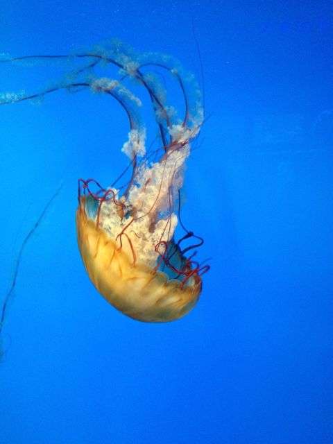 Yellow Jellyfish - Download Free Stock Photos Pikwizard.com