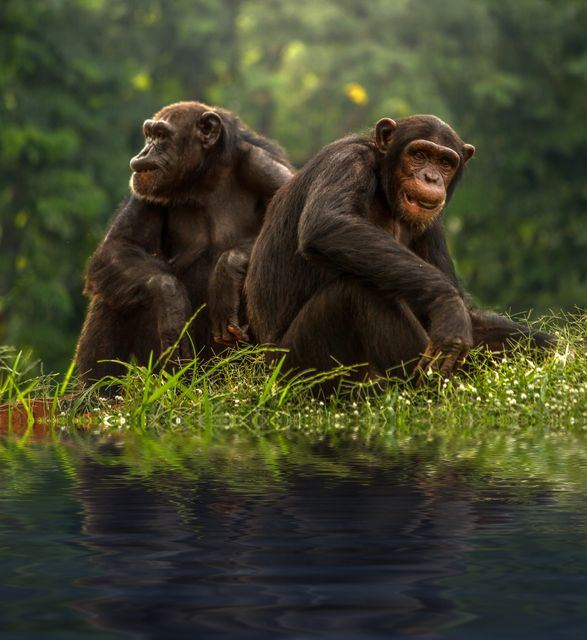 Monkeys in a Forest - Download Free Stock Photos Pikwizard.com