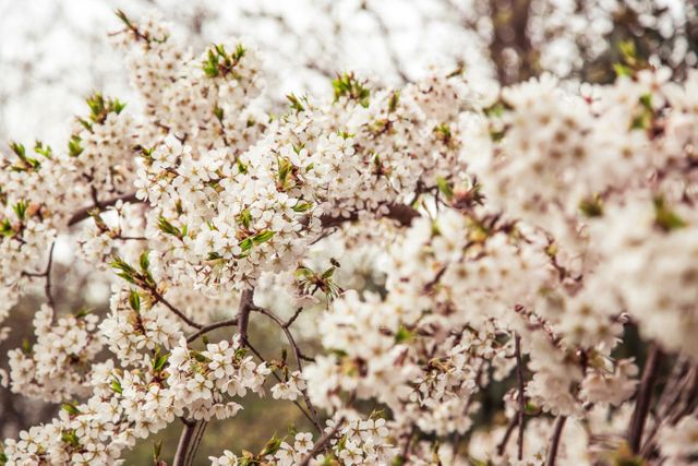 Cherry blossom white blurred - Download Free Stock Photos Pikwizard.com