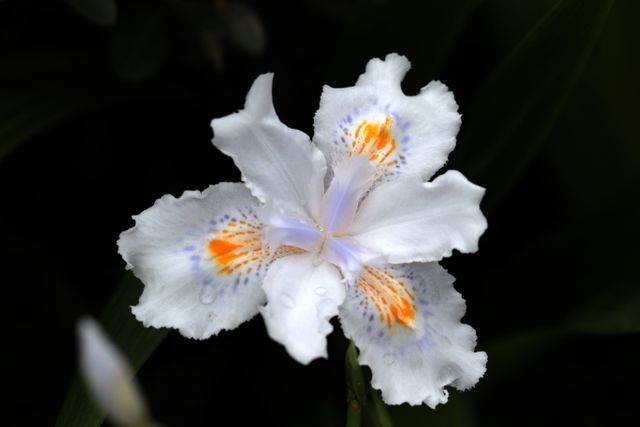 Flower Petal Blossom - Download Free Stock Photos Pikwizard.com