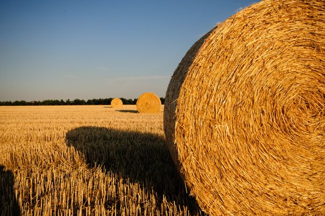 Rolls of Hay in the Field - Download Free Stock Photos Pikwizard.com