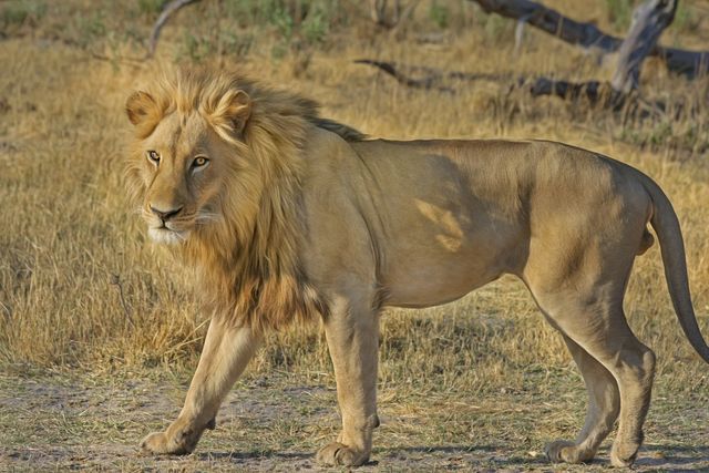 Nature africa wilderness lion - Download Free Stock Photos Pikwizard.com