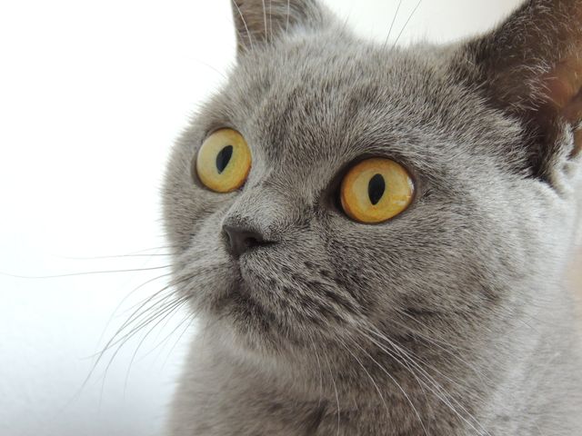Close Up Photography of Russian Blue Cat - Download Free Stock Photos Pikwizard.com