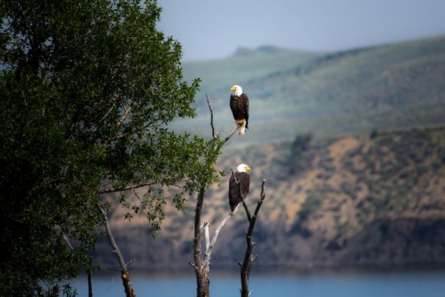 Animals avian bald eagles birds - Download Free Stock Photos Pikwizard.com