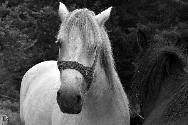Grey Horse Animal - Download Free Stock Photos Pikwizard.com