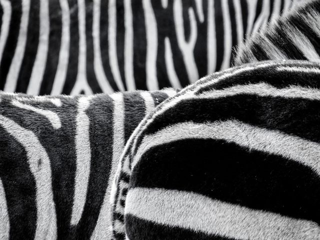 Close up view of texture and pattern of zebra's skin. Nature and wildlife concept