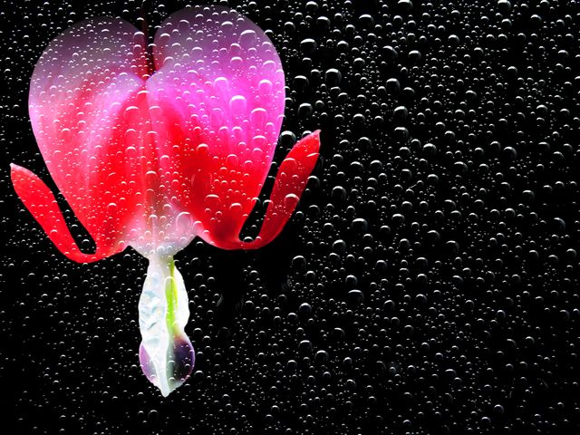 Close-up of Balloons Against Black Background - Download Free Stock Photos Pikwizard.com