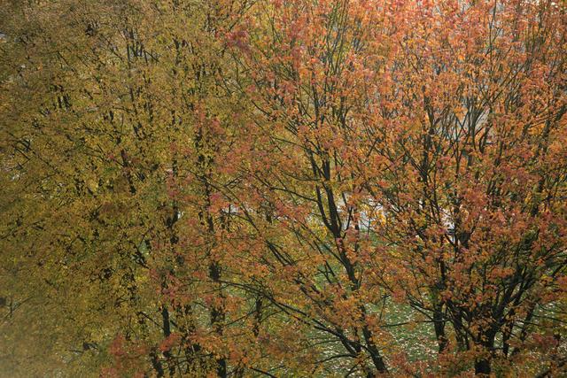 View of birch tree with orange leaves- Download Free Stock Photos Pikwizard.com