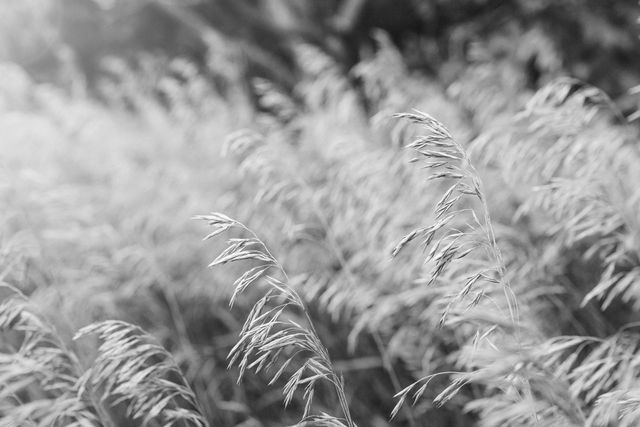 Field Grass Wheat - Download Free Stock Photos Pikwizard.com