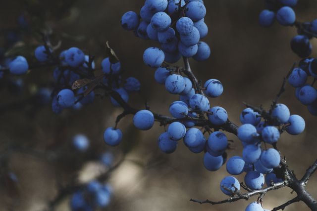 blue berries on a tree - Download Free Stock Photos Pikwizard.com