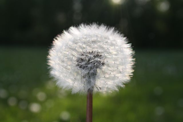 White Dandelion Flower in Close Up Photograph - Download Free Stock Photos Pikwizard.com