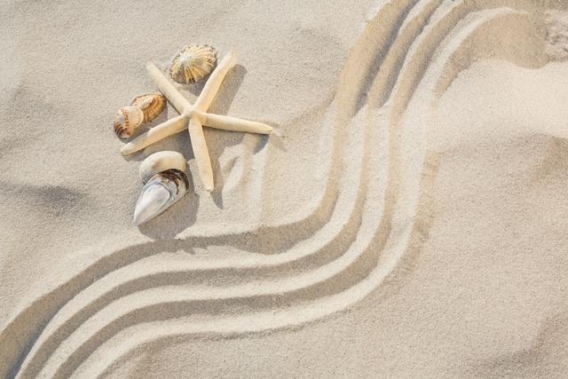 Pebbles, starfish, sea shells and zen pattern on sand - Download Free Stock Photos Pikwizard.com