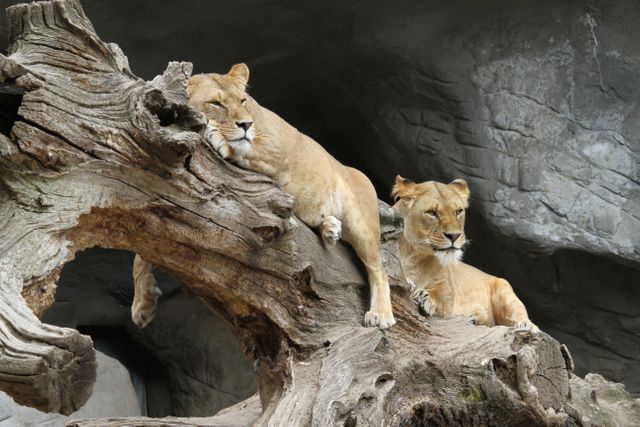 Africa lion predator serengeti - Download Free Stock Photos Pikwizard.com