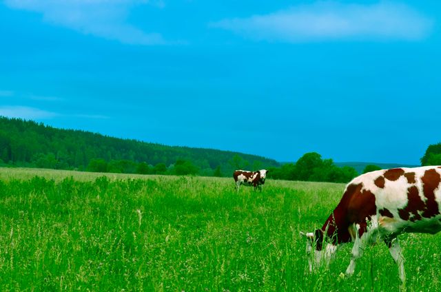 Cows Grazing on Field Against Sky - Download Free Stock Photos Pikwizard.com