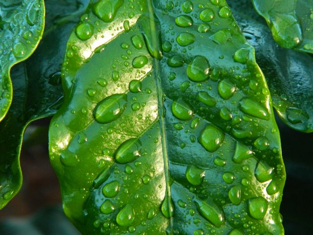 Coffee water leaf rain - Download Free Stock Photos Pikwizard.com
