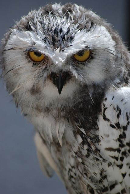 Bird Animal Owl - Download Free Stock Photos Pikwizard.com