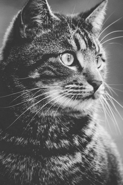 Greyscale Photography of Tabby Cat - Download Free Stock Photos Pikwizard.com