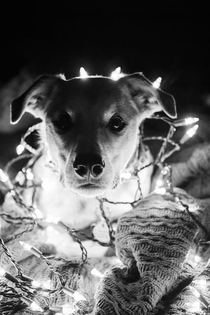 a dog with christmas lights around it - Download Free Stock Photos Pikwizard.com