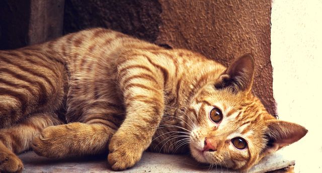a cat laying on the ground - Download Free Stock Photos Pikwizard.com