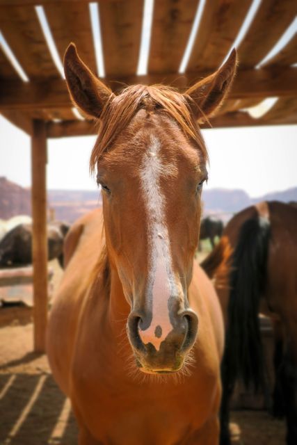Horse Sorrel Equine - Download Free Stock Photos Pikwizard.com