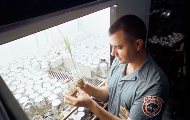 S69-53894 (October 1969) --- Dr. Charles H. Walkinshaw, Jr., Spaceflight Biotechnology Branch botanist, Preventive Medicine Division, Manned Spacecraft Center (MSC), examines sorghum and tobacco plants in lunar (germ free) soil in the Plant Laboratory of the MSC’s Lunar Receiving Laboratory.  The soil was brought back from the moon by the crew of the Apollo 11 lunar landing mission.