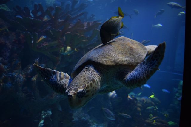 Loggerhead Sea turtle Turtle - Download Free Stock Photos Pikwizard.com