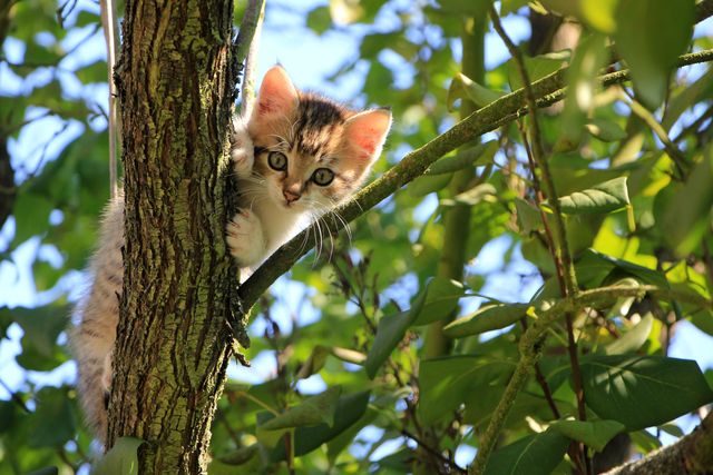 Low Angle View of Cat on Tree - Download Free Stock Photos Pikwizard.com