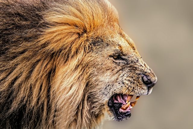 Close up shot of side view of a aggressive lion. Wildlife and nature concept