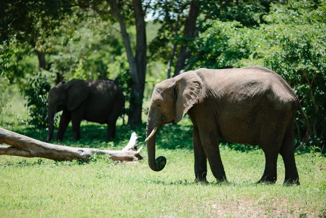 Elephant Mammal Tusker - Download Free Stock Photos Pikwizard.com