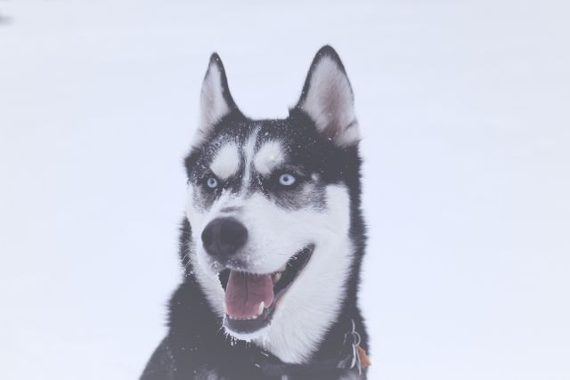 Eskimo dog Dog Canine - Download Free Stock Photos Pikwizard.com