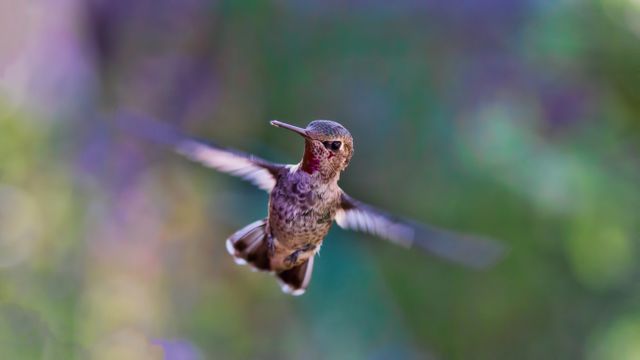 Hummingbird Flying - Download Free Stock Photos Pikwizard.com