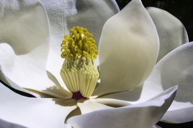 Flowers spring magnolia white flower - Download Free Stock Photos Pikwizard.com