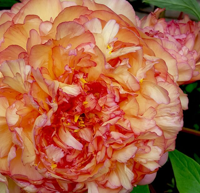Flower Bouquet Rose - Download Free Stock Photos Pikwizard.com