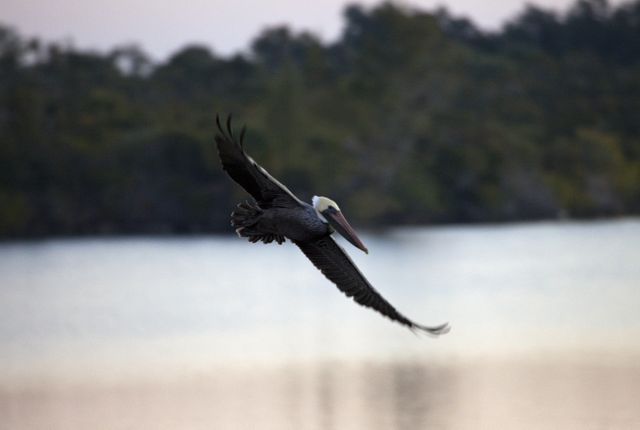 CAPE CANAVERAL, Fla. -- A brown pelican searches for fish in brackish water at NASA's Kennedy Space Center in Florida around dawn.        Kennedy coexists with the Merritt Island National Wildlife Refuge, habitat to more than 310 species of birds, 25 mammals, 117 fish and 65 amphibians and reptiles. Photo credit: NASA/Frank Michaux