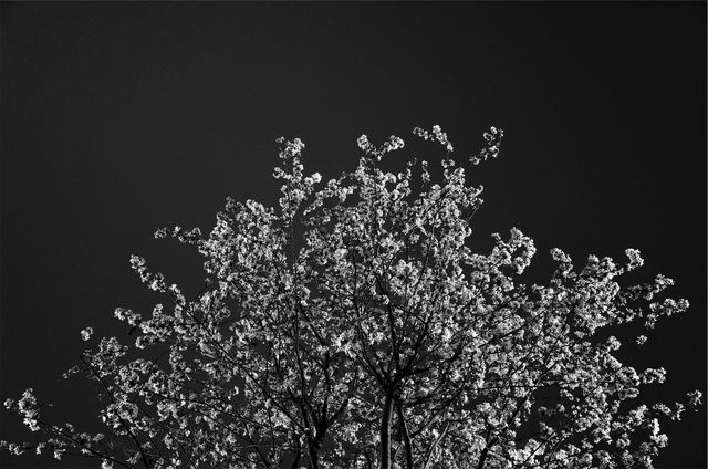Tree blossoms black and white- Download Free Stock Photos Pikwizard.com