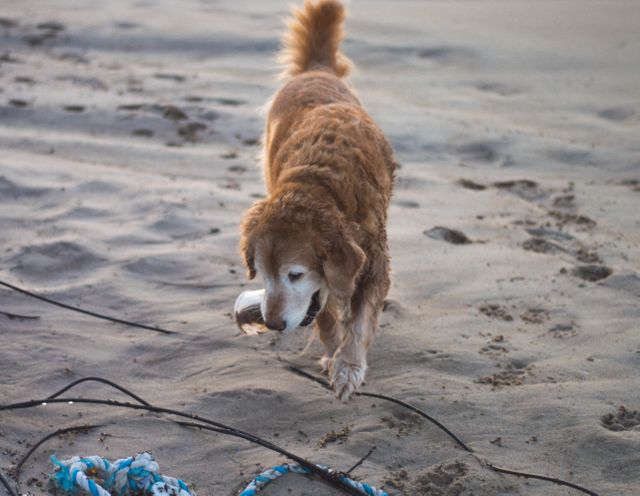 Canine Dingo Wild dog - Download Free Stock Photos Pikwizard.com