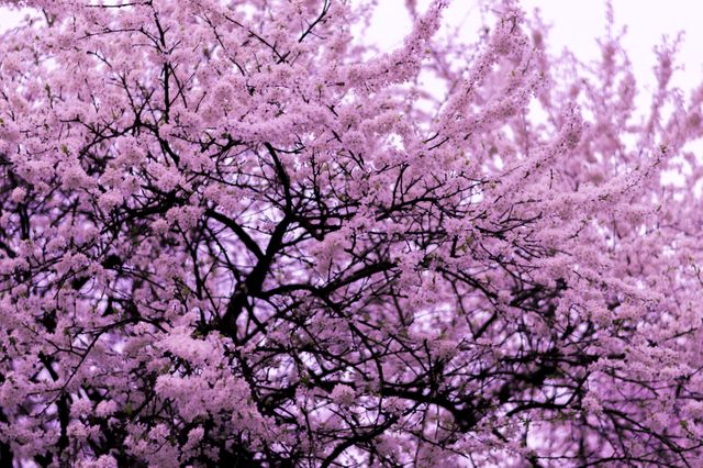 Purple Petaled Trees at Daytime - Download Free Stock Photos Pikwizard.com