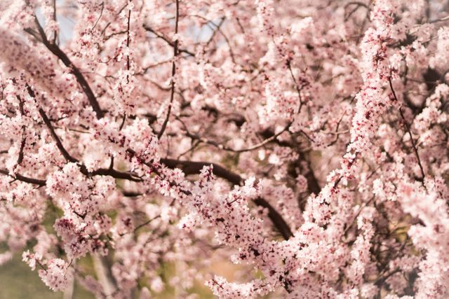 Close up view of tree branch with pink blossomed flowers. Spring season concept