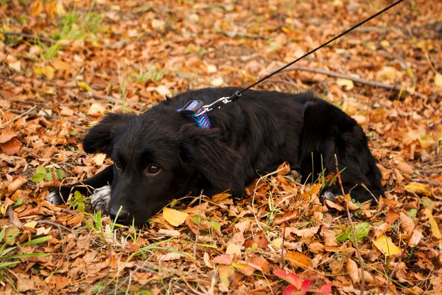 Autumn black puppy sadness - Download Free Stock Photos Pikwizard.com
