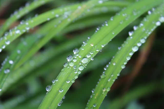 Raindrops drops plant nature - Download Free Stock Photos Pikwizard.com