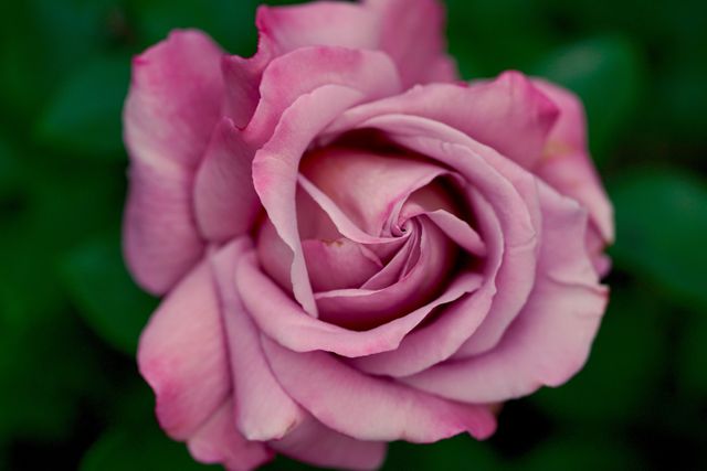 Pink Roses - Download Free Stock Photos Pikwizard.com
