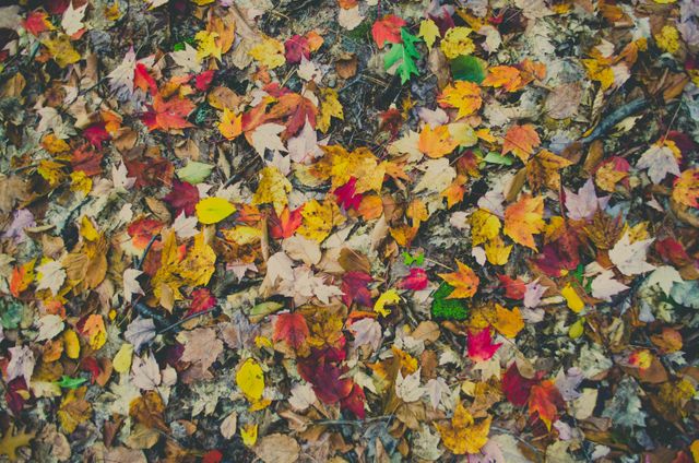 Close up view of autumn leaves fallen on the ground. autumn season concept