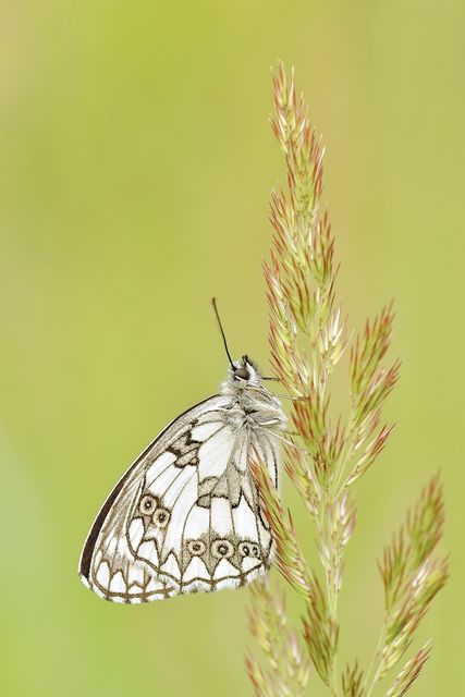 White and Brown Butterfly on Green and Pink Leaf Plant - Download Free Stock Photos Pikwizard.com