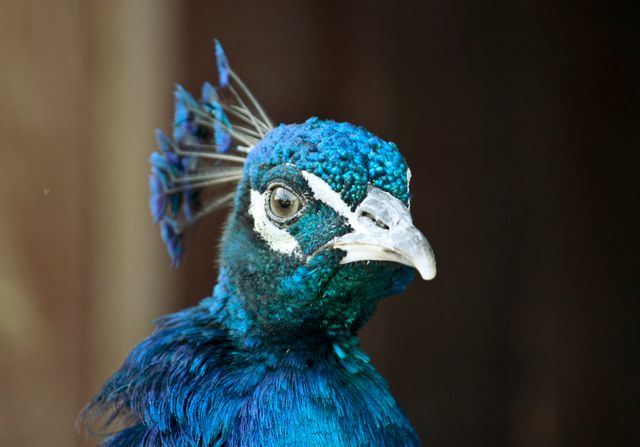 Bird animal blue peacock - Download Free Stock Photos Pikwizard.com