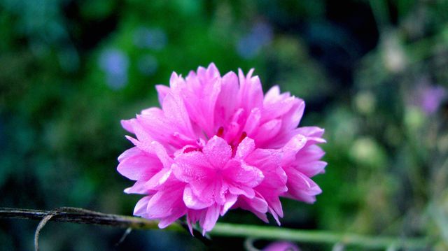 Pink Clover Flower - Download Free Stock Photos Pikwizard.com