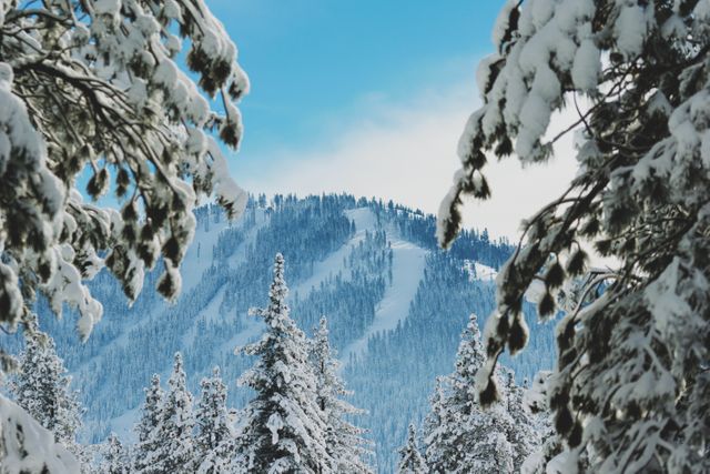 a snowy mountain with trees - Download Free Stock Photos Pikwizard.com